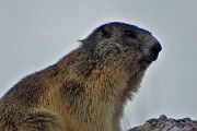 54 Marmotta in sentinella